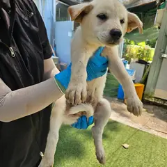 북구 흰색 믹스견 암컷