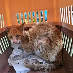 북구 평행·전체·부분줄무늬 한국 고양이 성별 미상