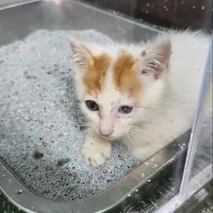 북구 레몬색&흰색 한국 고양이 성별 미상