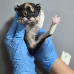 북구 검은색흰색황토색조합 한국 고양이 암컷