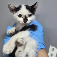 북구 흰색/검은색 얼룩무늬 한국 고양이 수컷