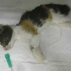 북구 검은색흰색황토색조합 한국 고양이 암컷