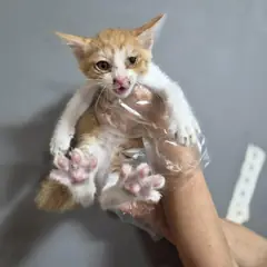 북구 레몬색&흰색 한국 고양이 암컷