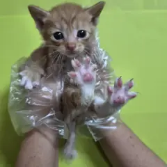 북구 레몬색&흰색 한국 고양이 암컷
