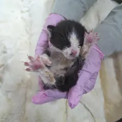 북구 흰색/검은색 얼룩무늬 한국 고양이 수컷