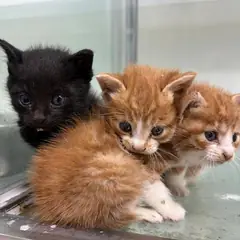 북구 레몬색&흰색 한국 고양이 성별 미상