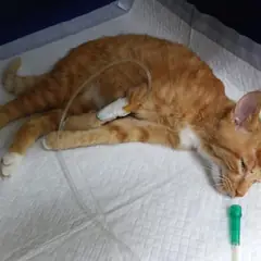 북구 레몬색&흰색 한국 고양이 수컷