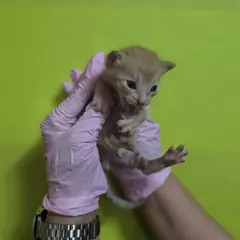 북구 평행·전체·부분줄무늬 한국 고양이 암컷