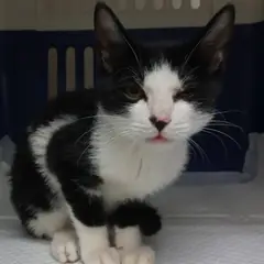 북구 흰색/검은색 얼룩무늬 한국 고양이 수컷