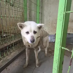 북구 흰색 믹스견 성별 미상
