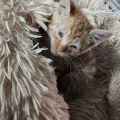 북구 레몬색&흰색 한국 고양이 성별 미상