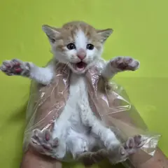 북구 레몬색&흰색 한국 고양이 수컷