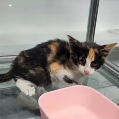 북구 검은색흰색황토색조합 한국 고양이 성별 미상