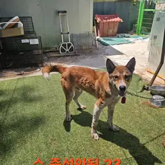 울주군 흰색&갈색&탄 라이카 수컷