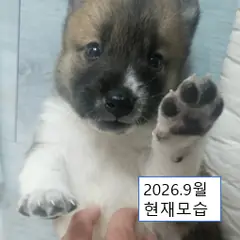 울주군 갈색&검정&흰색 믹스견 수컷