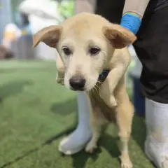 울주군 흰색 믹스견 암컷
