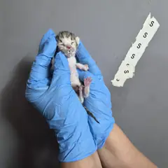울주군 평행·전체·부분줄무늬 한국 고양이 성별 미상