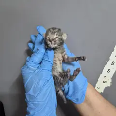 울주군 평행·전체·부분줄무늬 한국 고양이 성별 미상
