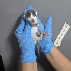 울주군 흰색/검은색 얼룩무늬 한국 고양이 성별 미상