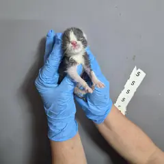 울주군 흰색/검은색 얼룩무늬 한국 고양이 수컷