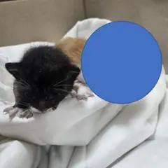 울주군 흰색/검은색 얼룩무늬 한국 고양이 성별 미상