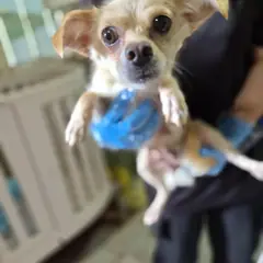 울주군 흰색 믹스견 암컷