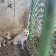 울주군 흰색 믹스견 성별 미상