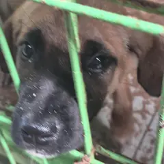 울주군 황갈색 도사 믹스견 성별 미상