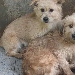 울주군 크림색 믹스견 성별 미상