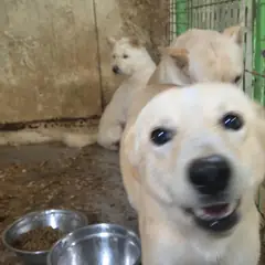 울주군 흰색 믹스견 성별 미상