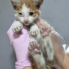 울주군 레몬색&흰색 한국 고양이 수컷