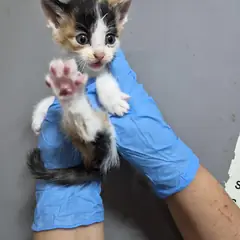 울주군 검은색흰색황토색조합 한국 고양이 암컷