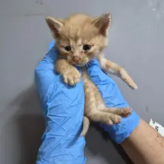 울주군 레몬색&흰색 한국 고양이 수컷