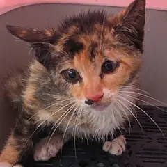 울주군 검은색흰색황토색조합 한국 고양이 성별 미상