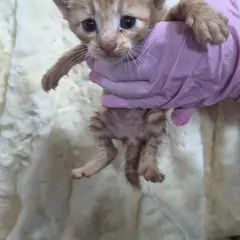 울주군 평행·전체·부분줄무늬 한국 고양이 수컷