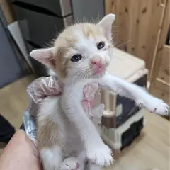 울주군 레몬색&흰색 한국 고양이 수컷