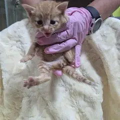 울주군 평행·전체·부분줄무늬 한국 고양이 암컷