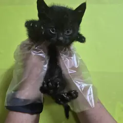 울주군 검정색 한국 고양이 수컷