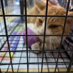 울주군 평행·전체·부분줄무늬 한국 고양이 성별 미상