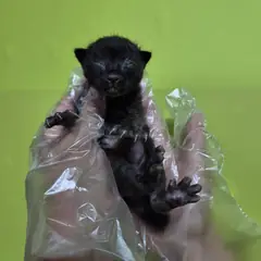 울주군 검정색 한국 고양이 수컷