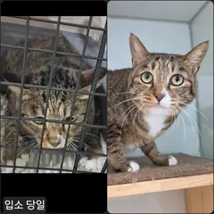 수원시 기타(고등어) 한국 고양이 암컷