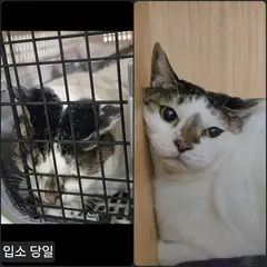 수원시 기타(백흑갈색) 한국 고양이 암컷