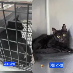 수원시 검정색 한국 고양이 성별 미상