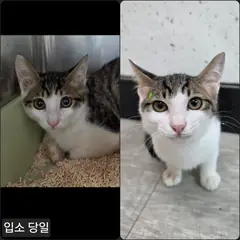 수원시 기타(백갈흑색) 한국 고양이 수컷