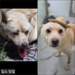 수원시 갈색 믹스견 수컷