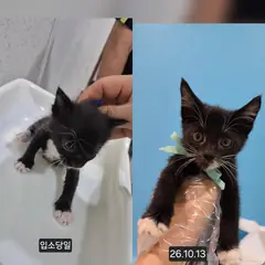 수원시 기타(검정) 한국 고양이 성별 미상