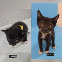 수원시 검정색 한국 고양이 성별 미상