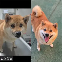 수원시 황갈색 믹스견 수컷