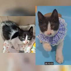 수원시 기타(백흑색) 한국 고양이 수컷
