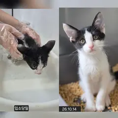 수원시 기타(검정,흰색) 한국 고양이 수컷